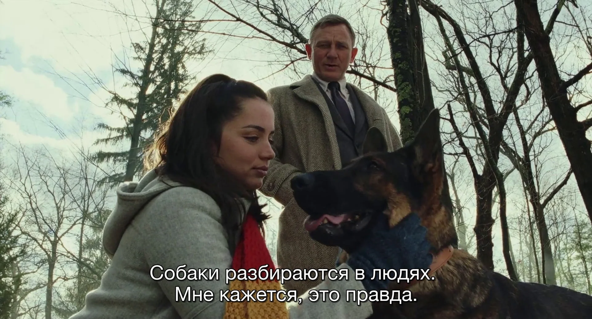 Собаки на участке Тромби